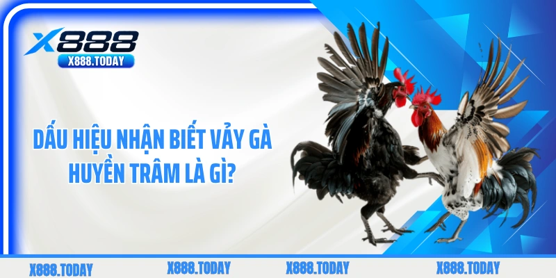 Dấu hiệu nhận biết vảy gà Huyền Trâm là gì?